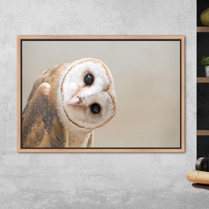 Barn Owl Framed Canvas Art: Modern Home Decor