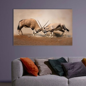 Oryx Antilopen Kampf Leinwand Wandkunst - Wüste Wildtiere Kampf Poster - Leistungsstarke Natur Dekoration für Safari Stil Wohnzimmer oder Büro
