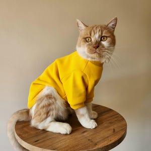 Può includere: Un gatto zenzero con un maglione giallo è seduto su un tavolo di legno. Il gatto sta guardando direttamente la telecamera.
