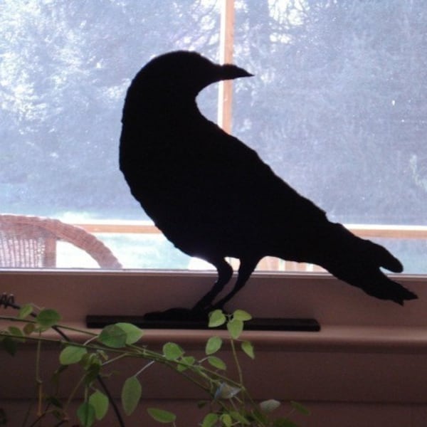 Crow Looking