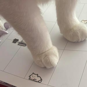 Puede incluir: Primer plano de patas de gato blancas sobre una superficie blanca con l&iacute;neas de cuadr&iacute;cula negras. Peque&ntilde;as pegatinas de gato est&aacute;n esparcidas sobre la superficie. El pelaje del gato es esponjoso y blanco.