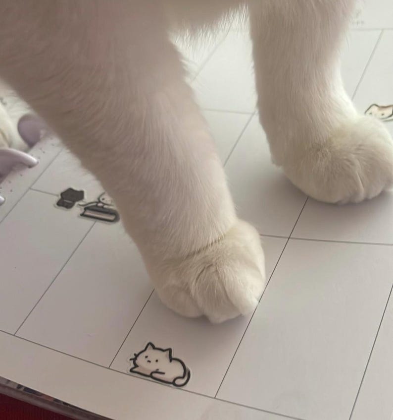 Puede incluir: Primer plano de patas de gato blancas sobre una superficie blanca con l&iacute;neas de cuadr&iacute;cula negras. Peque&ntilde;as pegatinas de gato est&aacute;n esparcidas sobre la superficie. El pelaje del gato es esponjoso y blanco.