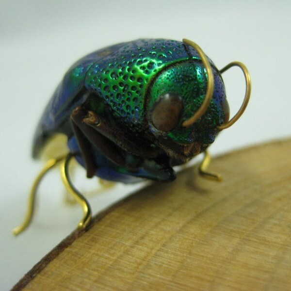 Real Jewel Beetle Pin - real bug made into wearable art