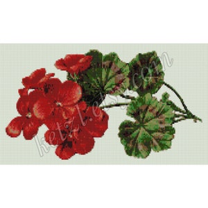 May include: A close-up of a red geranium flower with green leaves. The flower is in bloom and has a delicate, intricate design.