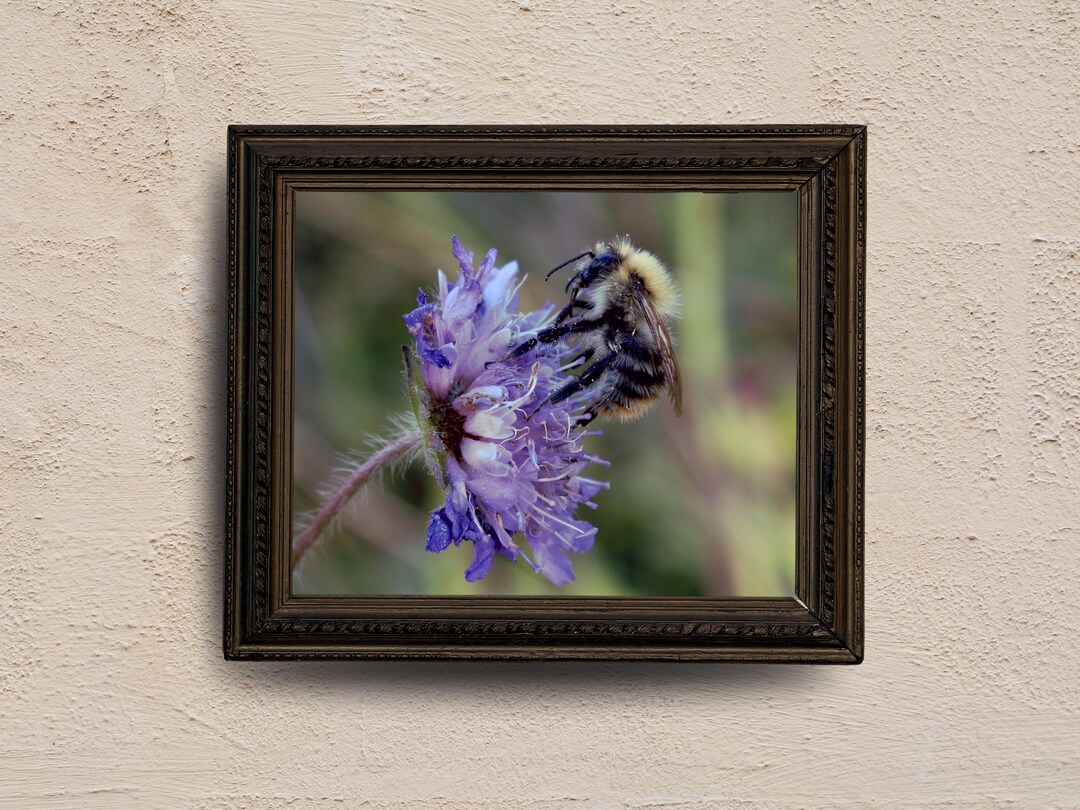 Insect Art Nature Photography Print Gift for Bee Lovers Nature Close Up ...