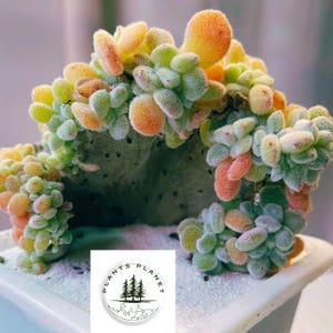 Echeveria pulvinata 'Crestada escarchada'