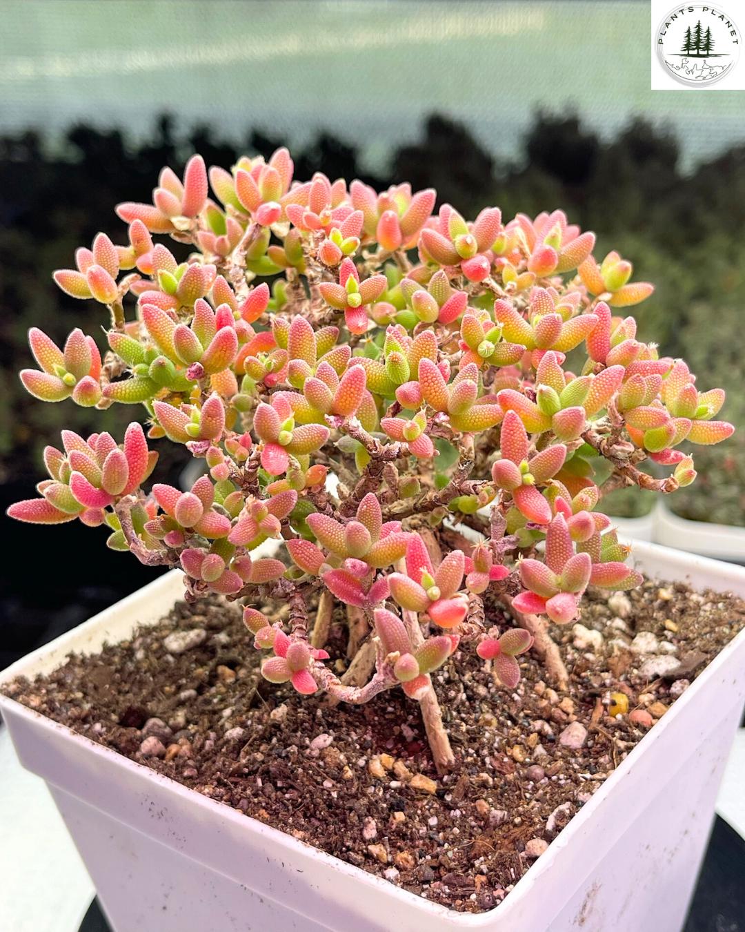 Drosanthemum intonsum Large