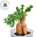 Trichodiadema Bulbosum Schwantes / Trichodiadema Bulbosum Bonsai
