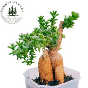 Trichodiadema Bulbosum Schwantes / Trichodiadema Bulbosum Bonsai