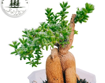 Trichodiadema Bulbosum Schwantes / Trichodiadema Bulbosum Bonsai