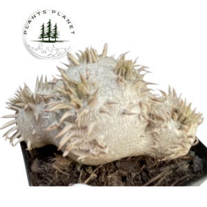 Pachypodium Gracilius - Etsy