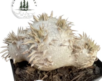 Pachypodium brevicaule