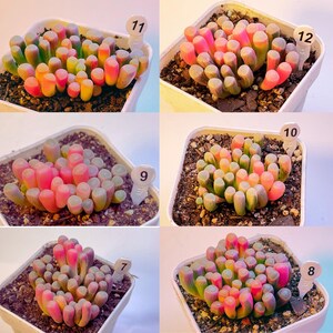 Fenestraria Aurantiaca 'Baby Toes' – Végétal Design Qc - Foto 10