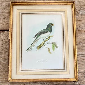 1950s antieke John Gould bird print | BLADGOUD lijst Medium size | prachtige passe-partout | giclée Audubon stijl Birds of Australia Trogon