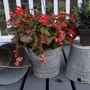 May include: Three galvanized metal buckets arranged on a deck. One bucket lies on its side, one holds a hanging plant with red flowers and green leaves, and the third is inverted with a small dark square planter containing a green plant on top.