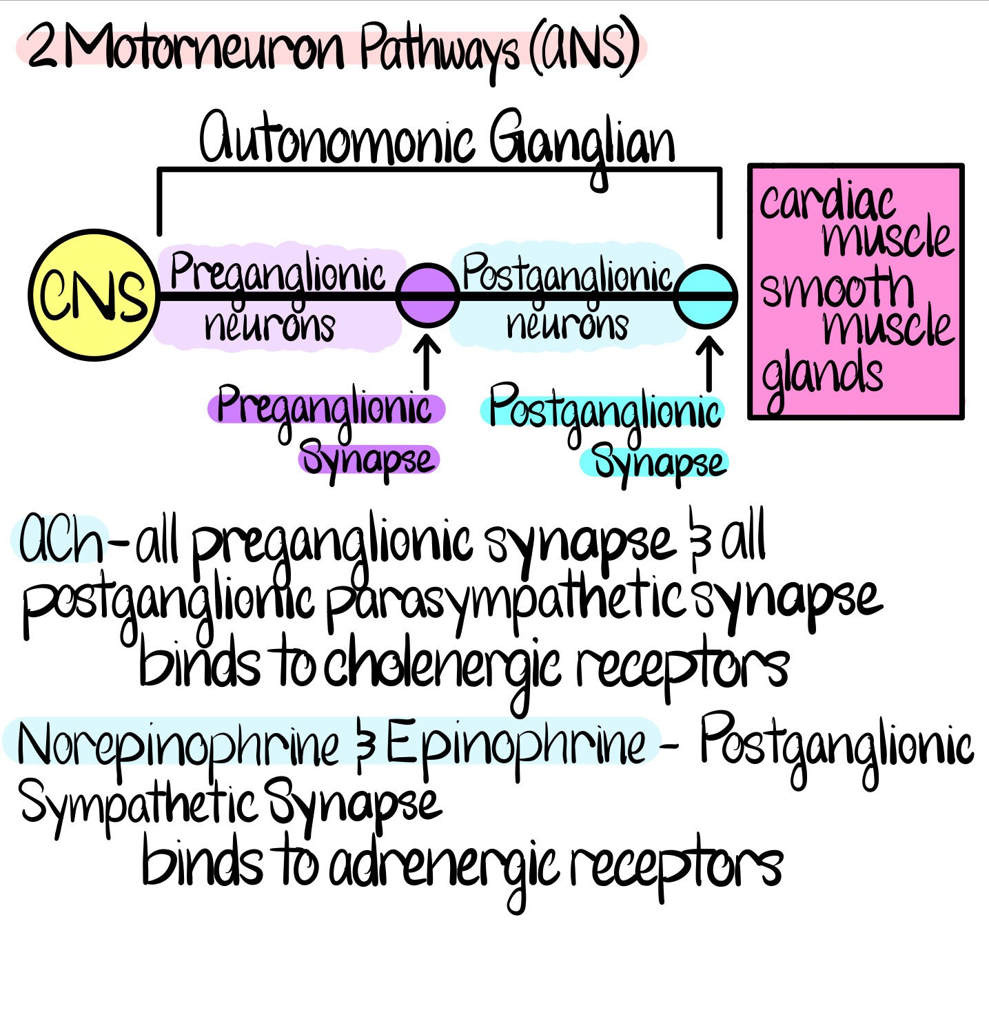 Anatomy & Physiology Nervous System Notes - Etsy