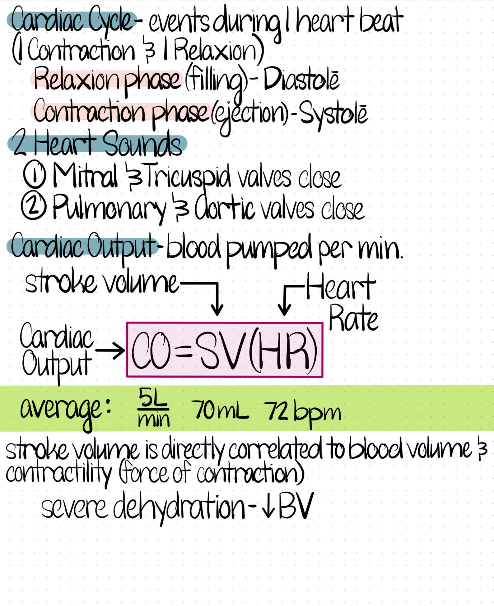 Cardiovascular Notes Example Anatomy & Physiology Cardiac System Notes - Etsy
