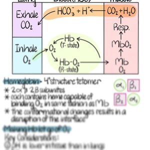 May include: A diagram illustrating the process of oxygen and carbon dioxide exchange in the lungs, blood, and muscles. The diagram shows the role of hemoglobin in transporting oxygen and the role of carbon dioxide in respiration. The diagram also includes the chemical formula for carbon dioxide and water.