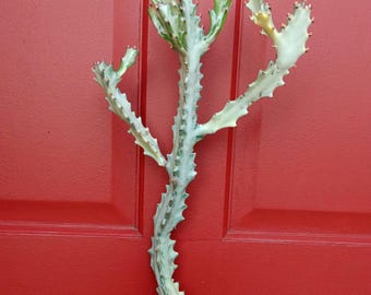 On Sale!! (1) Euphorbia Lactea White Ghost over 17" to tall• Beautiful Rooted~Dragon Bone Cactus Candelabra, Rare & Exotic-Variegated