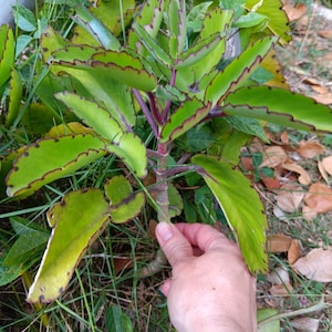 COME OUT! Kalanchoe GET (5) Plants 6" to 9" to long~Miracle Leaf Live Plant! Air Pinnata Succulent Plants~Mother Of Thousand