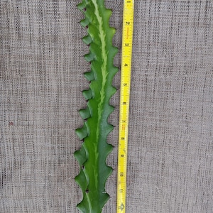 May include: A green and white cactus with a serrated edge, measuring approximately 12 inches in length.