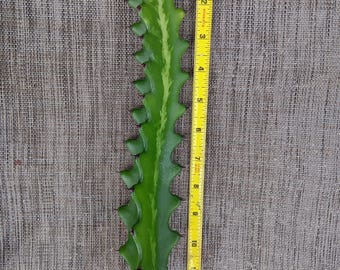 Spring Sale! (1) Euphorbia Lactea Dragon Bone Cactus Cut 12" long - (No Roots) Succulent•