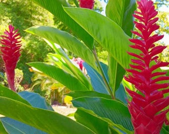 SALE (5) Hawaiian Red Ginger 4" to 6" plants with ROOTS - Exotic and Rare -