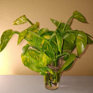 May include: A bunch of green and yellow variegated leaves in a clear glass vase. The leaves are tied together with twine.
