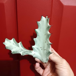 May include: A light green and white succulent plant cutting with dark green and black tips. The plant has a unique, textured shape and is held against a red background.