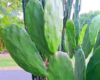 Come out! (5) Optunia Spineless Cactus~Thick Nopal Pads~ from 5" to 8" to long-Edible- Reptiles Food.Healthy- Great Deal~Free Shipp