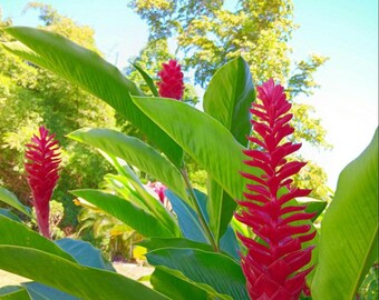 Comes out!! Get~(6)~ Hawaiian Red Ginger (started Plants) 5" to 10" Alpinia purpurata• Exotic,Rare & Beautiful ~NO Roots~ Free Shipping
