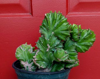 On Sale! Euphorbia Lactea 'Coral' Cristata (crested) Best Price for the Size~Green Cactus (rooted). Rare.