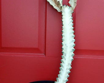 On Sale!! (1) BIG Euphorbia Lactea White Ghost 21" to tall• Beautiful Rooted~Dragon Bone Cactus Candelabra, Rare & Exotic-Variegated