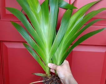 Sale~ (3) Xiphidium Caeruleum Plants (Medium/Large size) white flowers "Mighty Hand", Cola de Paloma- Rare and Exotic DOVE TAIL-