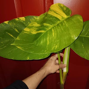 Spring Sale! - (1) Big Golden Pothos (Variegated Giant-Leaf) Beautiful Vine Water Plant~Rooted.