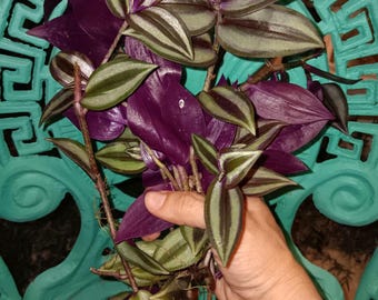 Sale (8) Wandering Jew Long cuttings with Roots- (Tradescantia Zebrina or T. fluminensis)