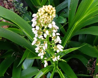 Spring Sale~ (4) Xiphidium Caeruleum Plants (small size) white flowers Powerful Hand, Pigeon Tail- Rare and Exotic DOVE TAIL-