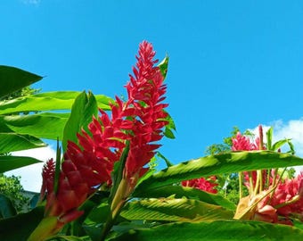 Sale Get~(6)~ Hawaiian Red Ginger (started Plants) 8" to 20" Fully Rooted~ Alpinia purpurata• Exotic,Rare & Beautiful ~Free Shipping