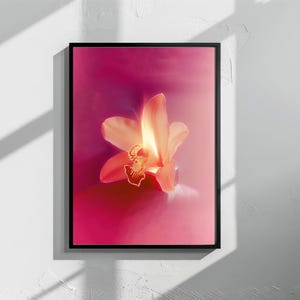 May include: A single pink orchid flower with a yellow centre, illuminated from behind, creating a glowing effect. The flower is set against a vibrant pink background.