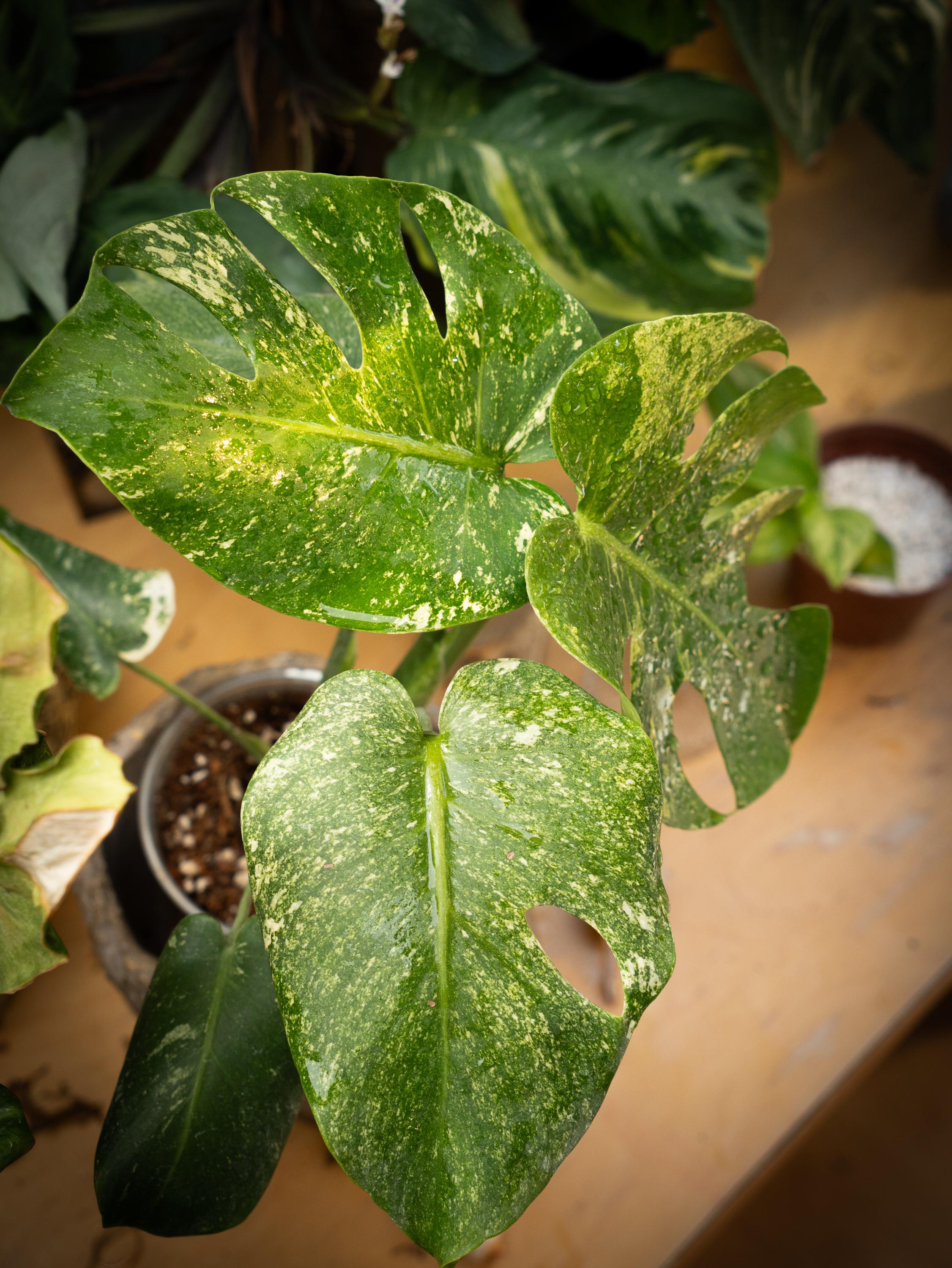 Mint 【希少】Monstera 詳しい deliciosa Mint 【希少】Monstera 詳しい deliciosa