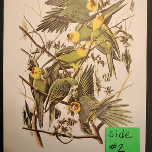 Song Sparrow & Carolina Paroquet/Parakeet (extinct) (Vintage Audubon Society Illustrated Print: Birds of America)