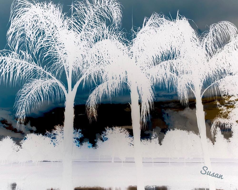 Wall Art - Palm Trees Reversed B&W - A Reverse Negative Photograph on ...