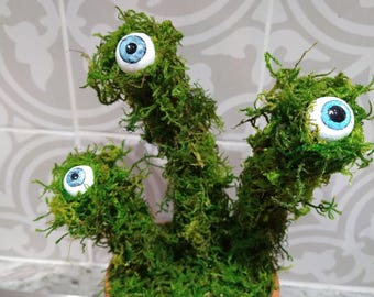 Large Lichen Eye plant