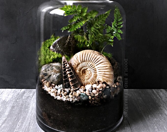 Ammonite Fossil Terrarium Snail Shell Prehistoric Plant in Glass Jar