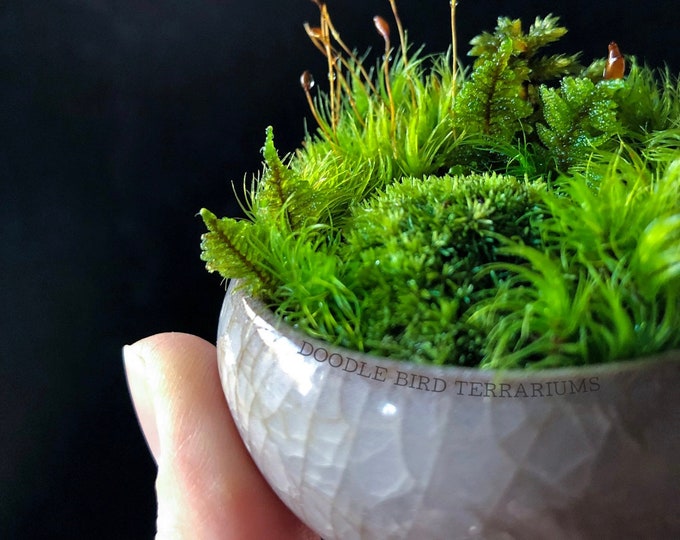 Featured listing image: Wabi Kusa Moss Garden: Miniature Bonsai Terrarium with Optional Glass Dome