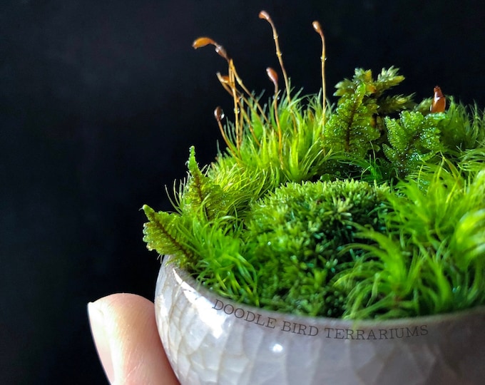 Featured listing image: Kusamono Moss Garden: Miniature Japanese Terrarium with Optional Glass Dome
