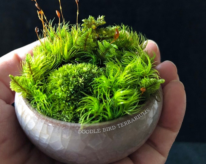 Featured listing image: Wabi Kusa Dish Garden: Miniature Bonsai Companion with Live Plants and Glass Terrarium Dome Add On Gift Set