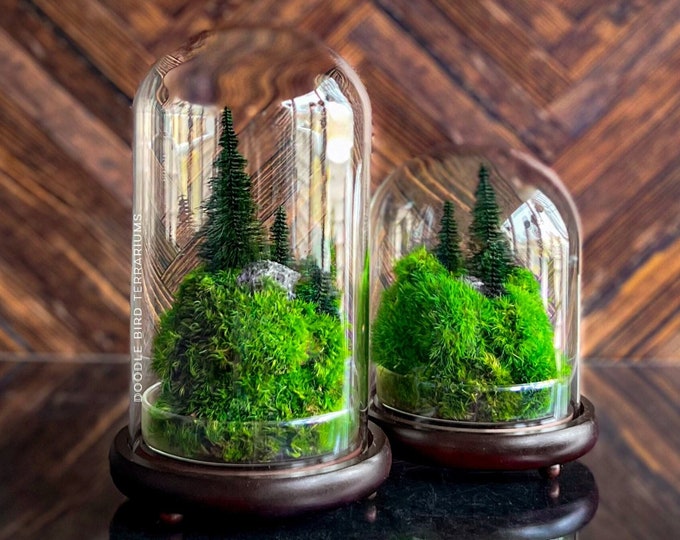 Featured listing image: Pine Tree Terrarium with Preserved Moss - No Care Required