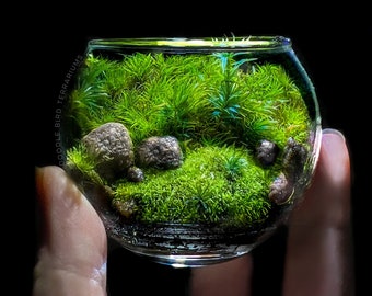 Pocket Garden: Tiny Eden Miniature Moss Terrarium Collectible