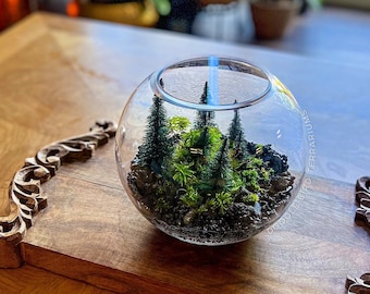 Pine Island Terrarium in Mini Glass Bowl
